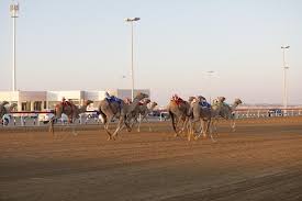 Mainly a winter pastime, the camel races take place on the weekends at the camel racetrack on weekdays, the racetrack is usually busy with camel trainers and colorfully clad camels trotting up and down the track, building up their. Tripadvisor Al Wathba Camel Race Fossil Dunes Visit 4x4 Tour Provided By Arabiers Abu Dhabi Abu Dhabi Emirate Of Abu Dhabi