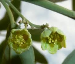 Image result for Achariaceae