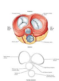 19 1 Heart Anatomy Anatomy Physiology