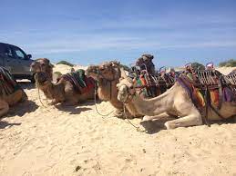 And you can meet some of them right here in port stephens at oakfield ranch. Anna Bay Camel Ride Picture Of Oakfield Ranch Anna Bay Tripadvisor