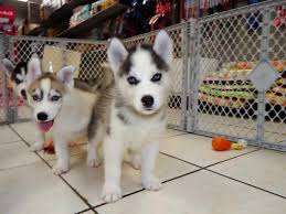 Get a boxer, husky, german shepherd, pug, and more on kijiji, canada's #1. Free Husky Puppies Craigslist Petsidi