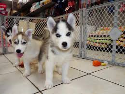 And remember, if you can't find the breed you're looking for on this page, consider browsing our puppies for freepuppies and dogs for free adoption near me. Free Husky Puppies Craigslist Petsidi