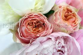 We did not find results for: New Peony Bouquets From Flowers24hours Flower Delivery Shop