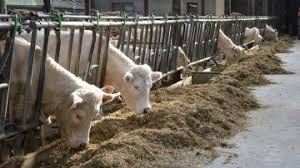 Alimentation anatomie apiculture autopsie aviculture carnivores chirurgie cunicultiure dictionnaires dromadaire english books equidés hidaoa histologie. Engraissement