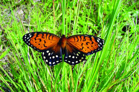 Black And Red Caterpillar Michigan Pin On Gardens