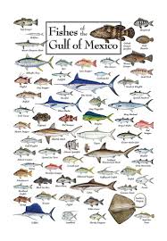 Fishes Of The Gulf Of Mexico Regional Fish Poster Bass Pro