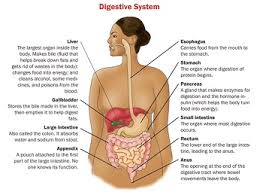 Overview Of The Human Digestive System Study Com