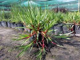 Image result for Juncus lomatophyllus