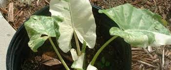 A perennial tuber coming from the tropical this is why the colocasia finds itself dressing up shallow backyard ponds and a good option for those looking for landscape foliage plants to plant in wet areas. Alocasia Variegated Upright Elephant Ear Alocasia Macrorrhizos Variegata