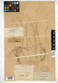 Image result for Isachne kiyalaensis