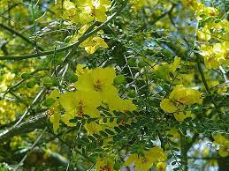 The desert willow is easy to grow, and it doesn't require a lot of care. Find Plants Desert Museum Palo Verde