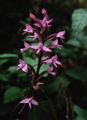 Image result for Cynorkis debilis