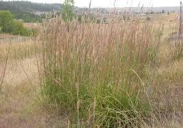 Image result for Andropogon lima