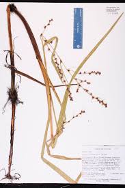 Image result for Scleria lacustris