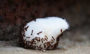 yuck, ants in the house! with this