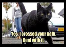 Funny spay and neuter quotes. Pets N More Funny Pet Photos Sayings