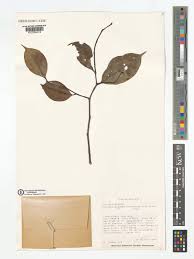 Image result for Scytopetalum