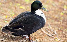 Bangsa bebek atau itik lokal indoensia peternakan mas ely. Itik Hitam Dan Putih Keterangan Foto Kandungan Dan Penjagaan Binatang Itik