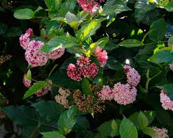 Image result for Rogiera amoena