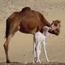 A camel typically has one baby every two years. Camels Desert Animals Mother And Baby Animals Animals Wild