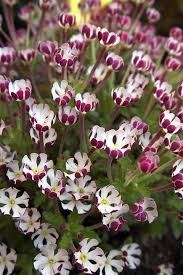 Johnsons 10479 flower seeds night phlox midnight candy white. Plants Seeds Bulbs Midnight Candy 25 Seeds Fragrant Night Phlox Plant Seeds Bulbs
