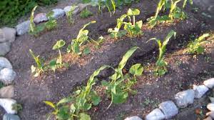 Three sisters is an ancient companion planting method that has been used by native american peoples for centuries. How And Best Time To Plant The Three Sisters Southeast Agnet