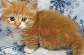 I have two cats already and looking to find one that is in need of a loving. Munchkin For Sale In Worcester County 9 Petzlover
