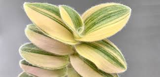 Image result for Tradescantia sillamontana