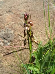 Image result for Eulophia tenella