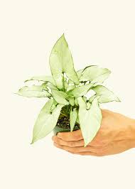 Image result for Syngonium podophyllum