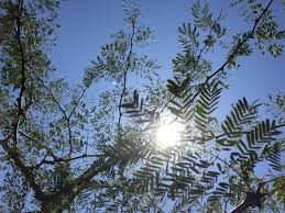 Image result for Dicoma galpinii