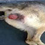 Pdf Vaginal Fibrosarcoma In Bitch A Case Report They generally occur among older dogs, and if they are not treated accordingly, the situation can get out of control pretty fast. pdf vaginal fibrosarcoma in bitch a