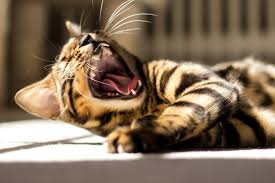 If your cat shows an interest in chewing furniture, try to keep them to another room, as chewing wood can cause splinters. Your Cat S Teeth Explained