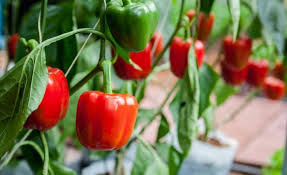 Paprika Growing Bell Peppers Nightshade Vegetables Growing Peppers