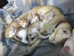 Kingini With Her Surviving Babies Shes A Good Mama And Barely A Year Old Animals Olds Cats
