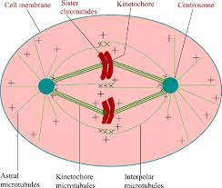 Maybe you would like to learn more about one of these? Schematic Representation Of Mitotic Spindle Of Somatic Animal Cells In Download Scientific Diagram