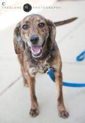 Adopt Jem On Petfinder Mountain Cur Dog Dog Pictures Cute Dogs