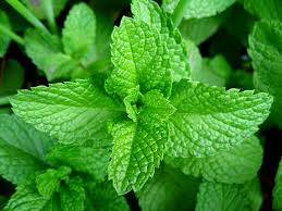 Image result for Ocimum gratissimum