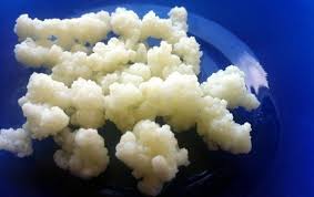 как вырастить молочный гриб с нуля в домашних условиях Chajnyj Molochnyj I Risovyj Grib Maks Vorobyaninov Kont