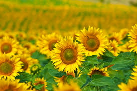 Ikon bunga mekar yang terlihat paling bersinar ini, merupakan salah satu bunga yang paling menonjol. Wallpaper Bunga Matahari Kuning Bidang Biji Bunga Matahari Tanaman Berbunga Keluarga Daisy Menanam Rapeseed Langit Tanaman Tahunan Perkebunan 3888x2592 921892 Hd Wallpapers Wallhere