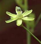 Image result for Basananthe parvifolia