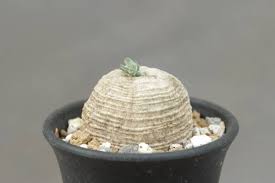 Image result for Trochomeria polymorpha