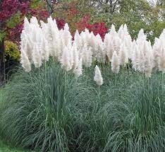Maybe you would like to learn more about one of these? Amazon Com Outsidepride White Ornamental Pampas Grass Plant Seeds 1000 Seeds Grass Plants Patio Lawn Garden