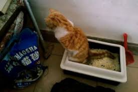Self Scooping Litter Box For Your High Spraying Cat Discover The Best