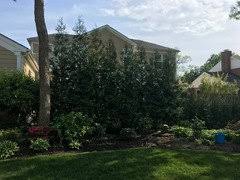 It makes a great feature evergreen or may be planted in groups as a narrow hedge. American Pillar Arborvite