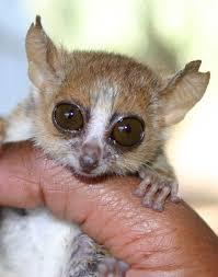 Goodman's mouse lemur (microcebus lehilahytsara) is a species of mouse lemur from the region near andasibe in eastern madagascar. Mouse Lemur Species Not Determined By Coat Color Mouse Lemur Lemur Cute Animals