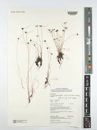 Image result for Lipocarpha nana