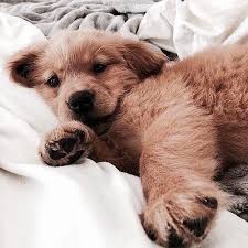 As A Vegan Company We Always Have Our Animals Needs In Mindthank You For Following And Supporting Us So We Can Golden Retriever Evcil Hayvanlar Komik Hayvanlar