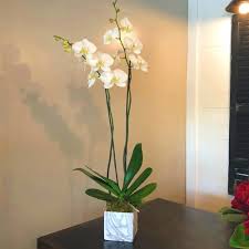 Personnalisez avec boss's name dans l'art de l'alphabet, la citation et l'occasion (facultatif). National Boss Day Midwood Flower Shop Charlotte Florist Delivery Service