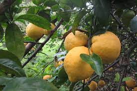 Fotos Gratis Arbol Naturaleza Rama Fruta Comida Produce Amarillo Limon Hojas Arbol De Frutas Cidra Agrios Planta Floreciendo Citrico Naranja Amarga Mandarina Planta De Tierra Yuzu 4000x2664 549512 Imagenes Gratis Pxhere